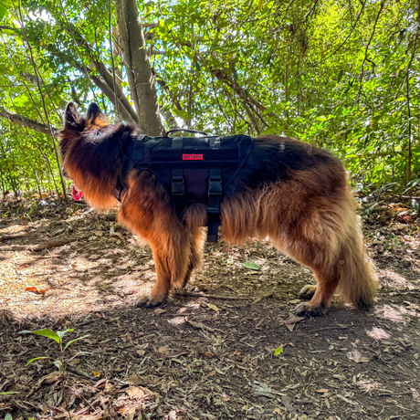 What Is a Tactical Dog Harness? Features and Uses