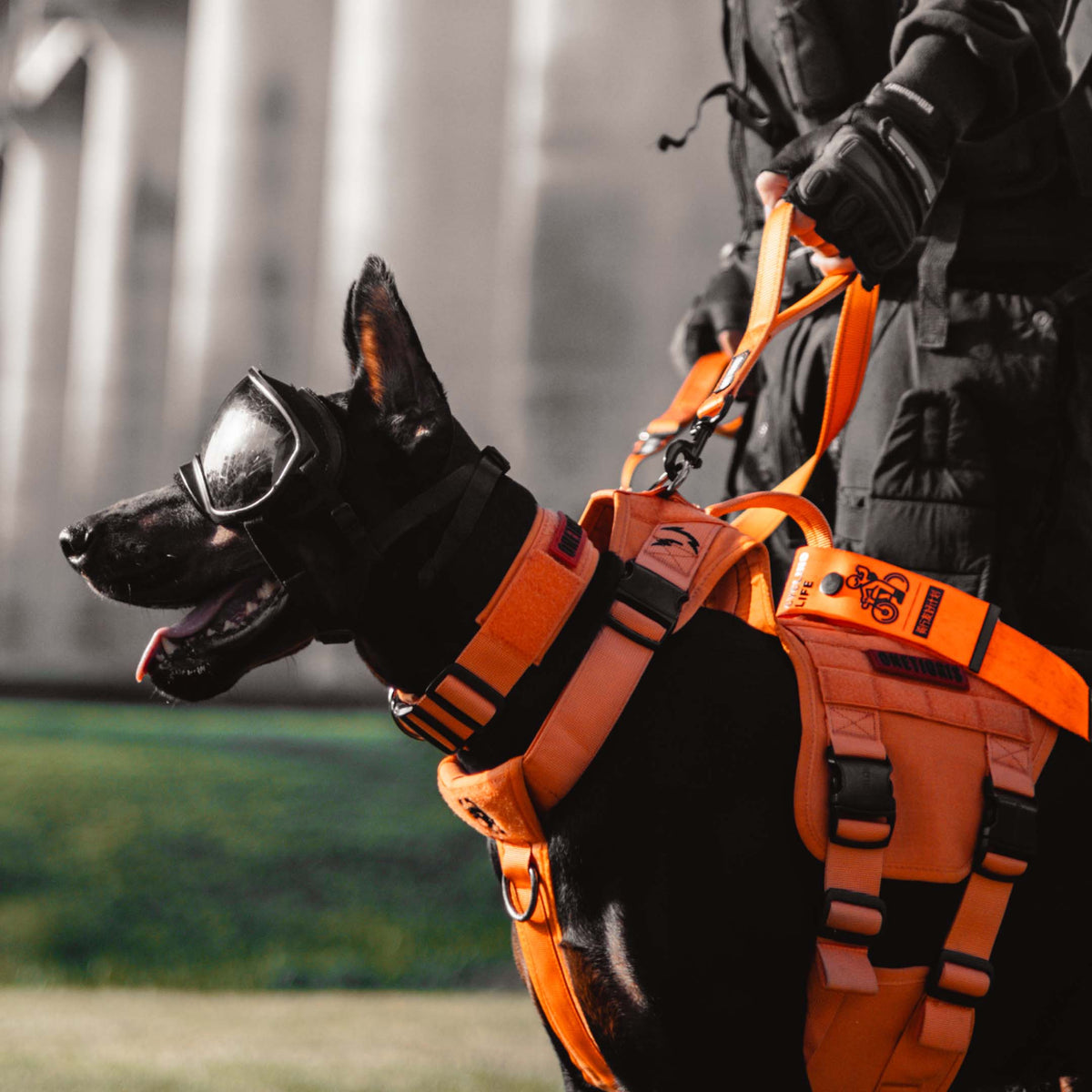 Short vs Long Dog Leash: Which Should You Use?