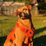 ONETIGRIS - AIRE Mesh Dog Harness